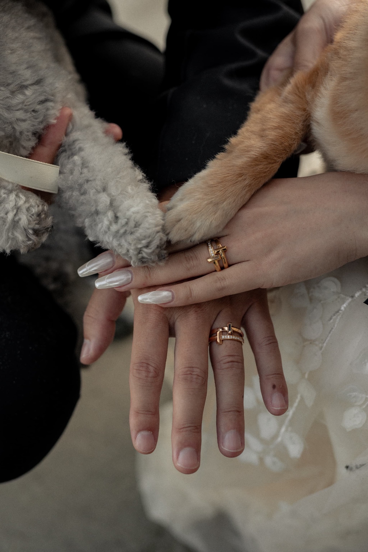 結婚指輪と愛犬の前足、家族の手元